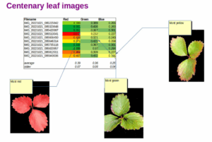 centenary leaf images