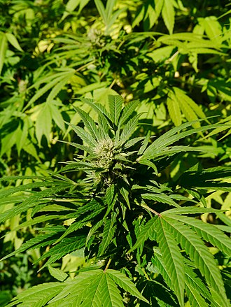 cannabis sativa plant