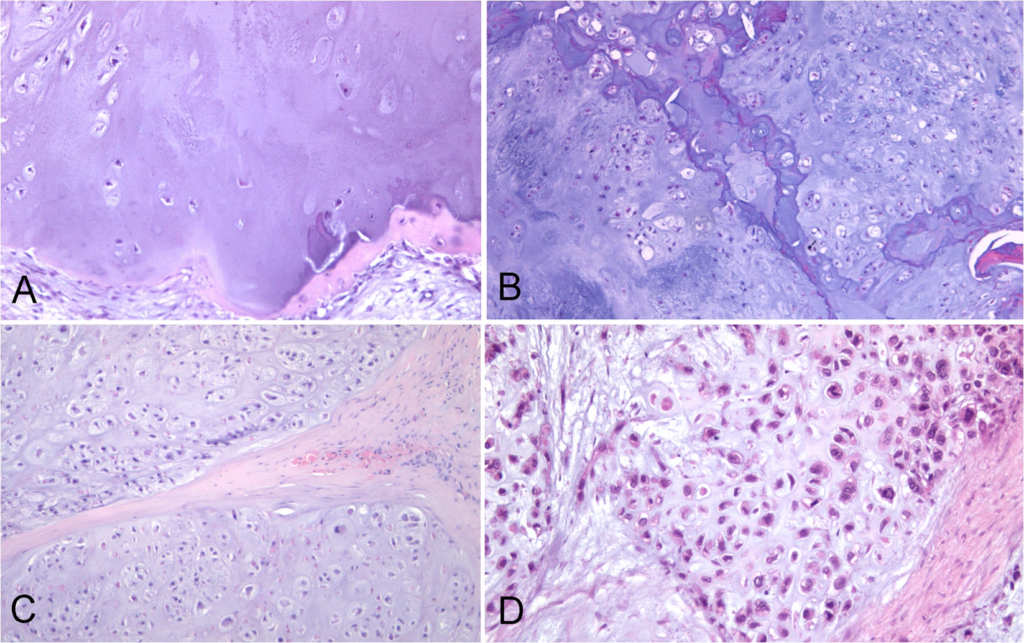 H+E stained tissue