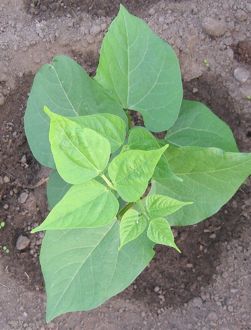 french bean leaves