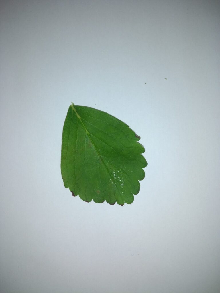strawberry leaf