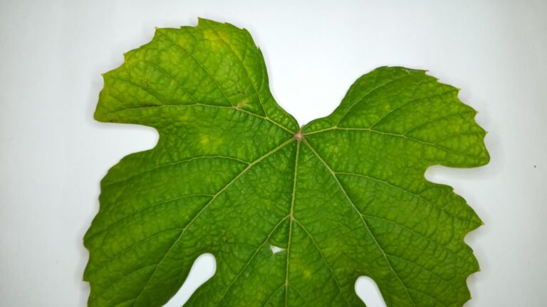 leafbox vine leaf image