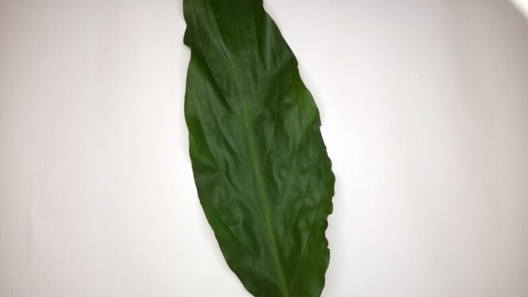 Leafbox leaf image
