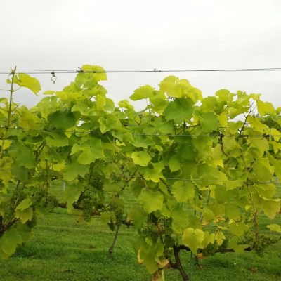Vines with bunches